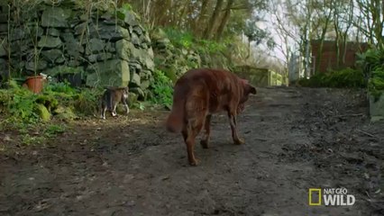 Un chien aveugle se fait accompagner par un chat pour le guider