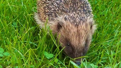 Un hérisson au jardin