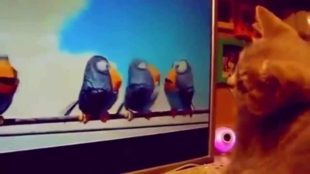 2013 funny cats