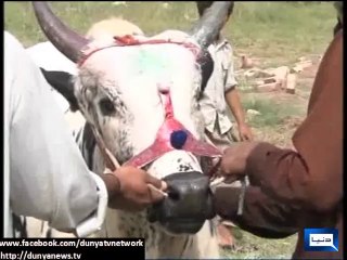 Dunya News - CITY BUTCHERS TO SPEND A BUSY EID DAY AT DHARNA CHOWK