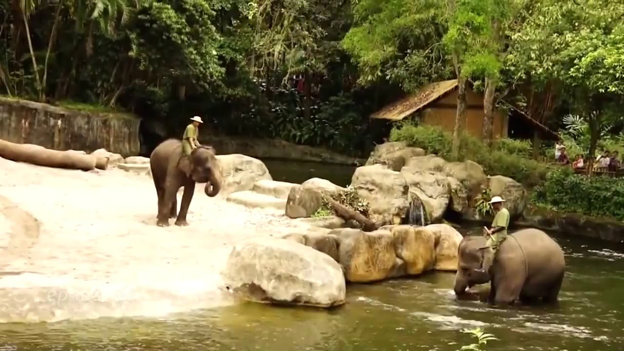 Amazing Elephant Show - new