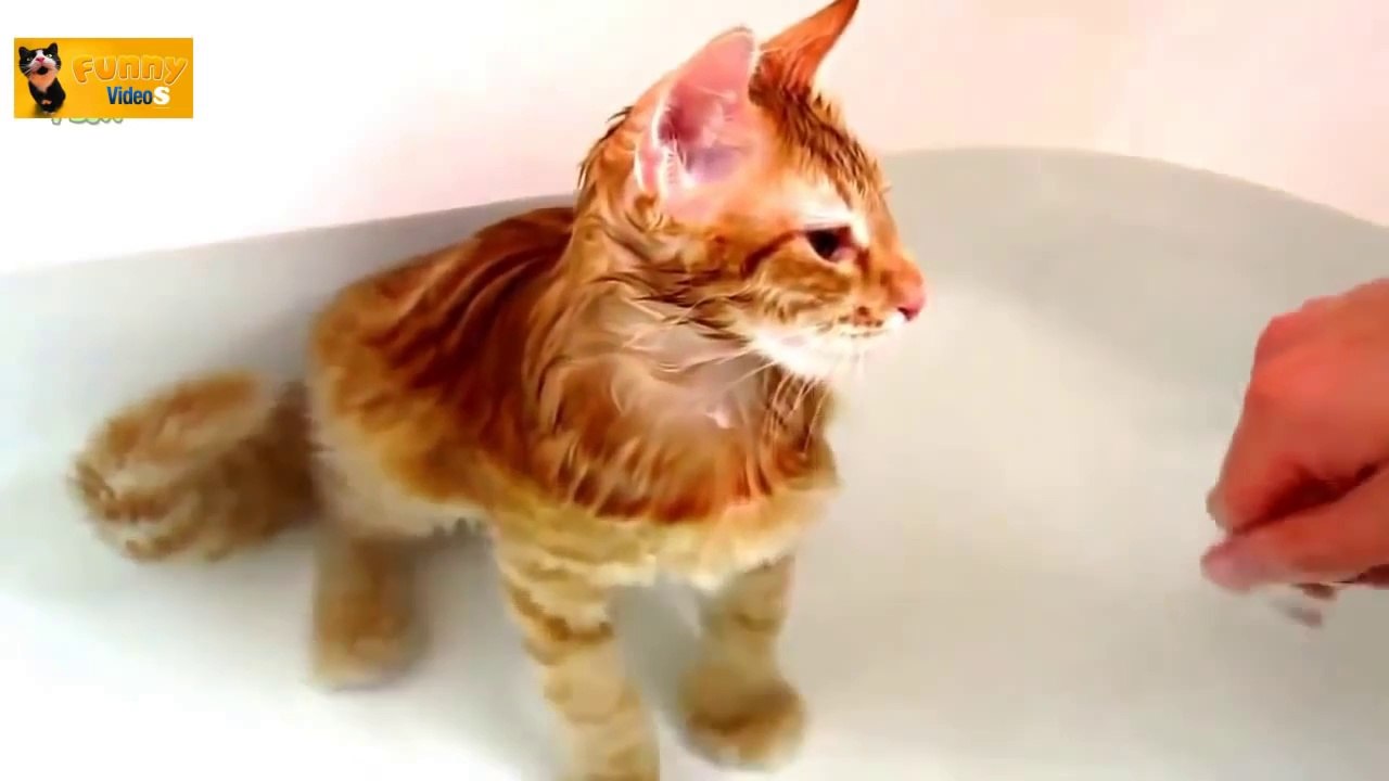 Funny 2014 Cats in Water Compilation - 720p - HD