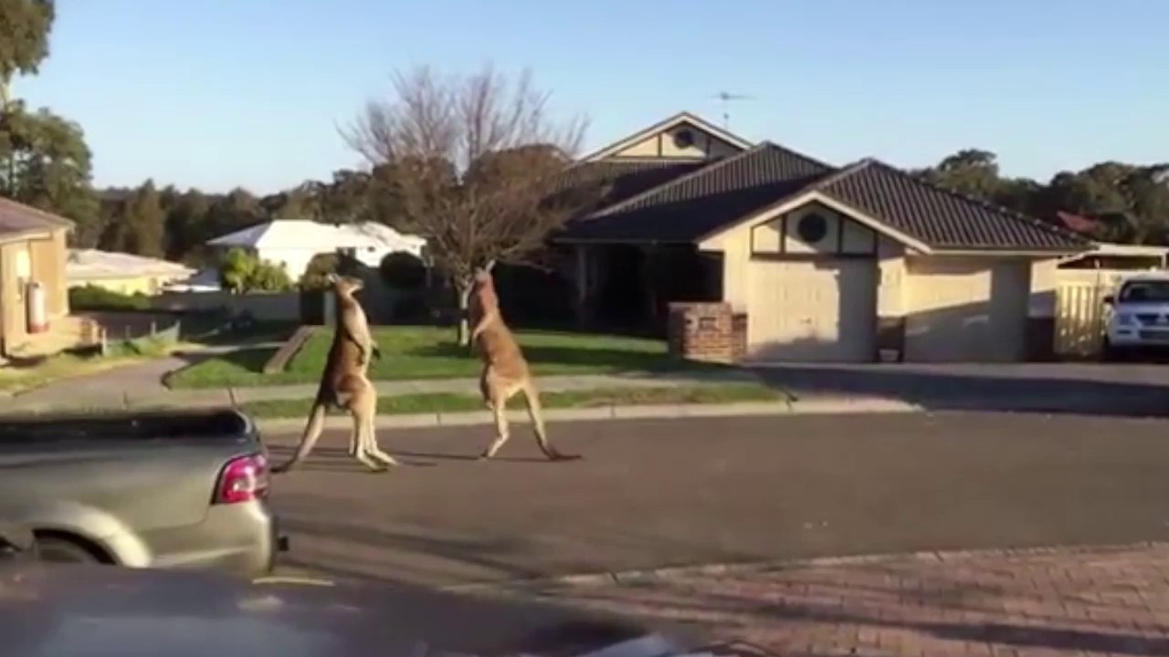 Insolite: un combat de kangourou en pleine rue