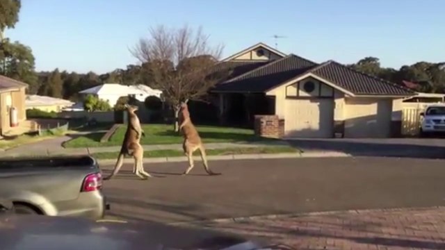 Insolite: un combat de kangourou en pleine rue