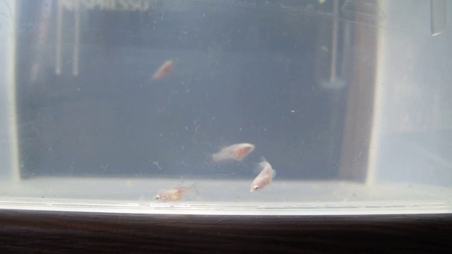 Alevins betta plakat