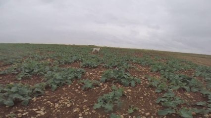 POINTER EQUIPE GRANDE QUETE