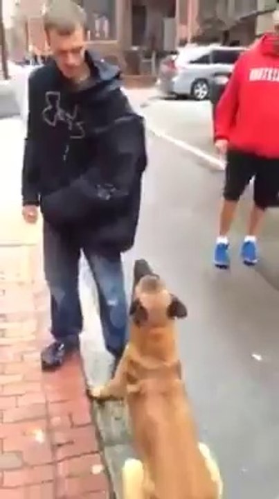 what a intelligent dog
