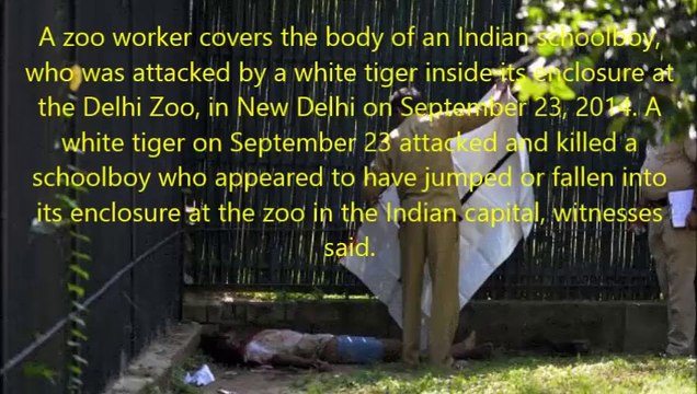 White Tiger attack a man in New Delhi Zoo