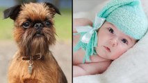 Dog Owners Love Their Pets As Children