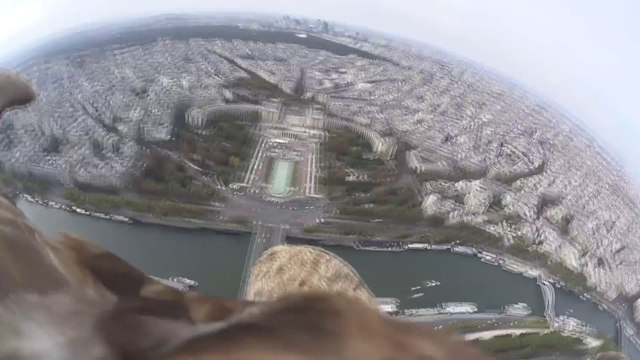 Un aigle survole Paris avec une caméra embarquée sur le dos - Images magnifiques!