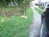 CUTE CAT & KITTEN WRESTLING