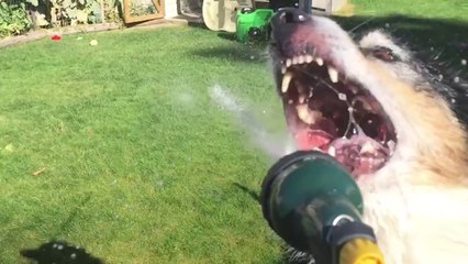 Hosegame 2014 - Dogs vs Hose in Slow Motion