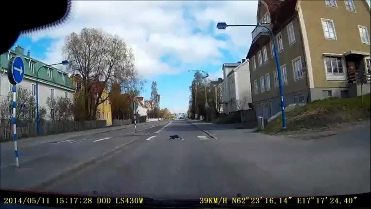 Quand les oiseaux chassent les chats !