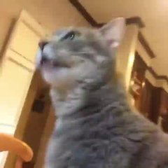 Un chat nous donne son avis Ebola