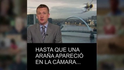 Una araña 'gigante' se cuela en un informativo de la BBC