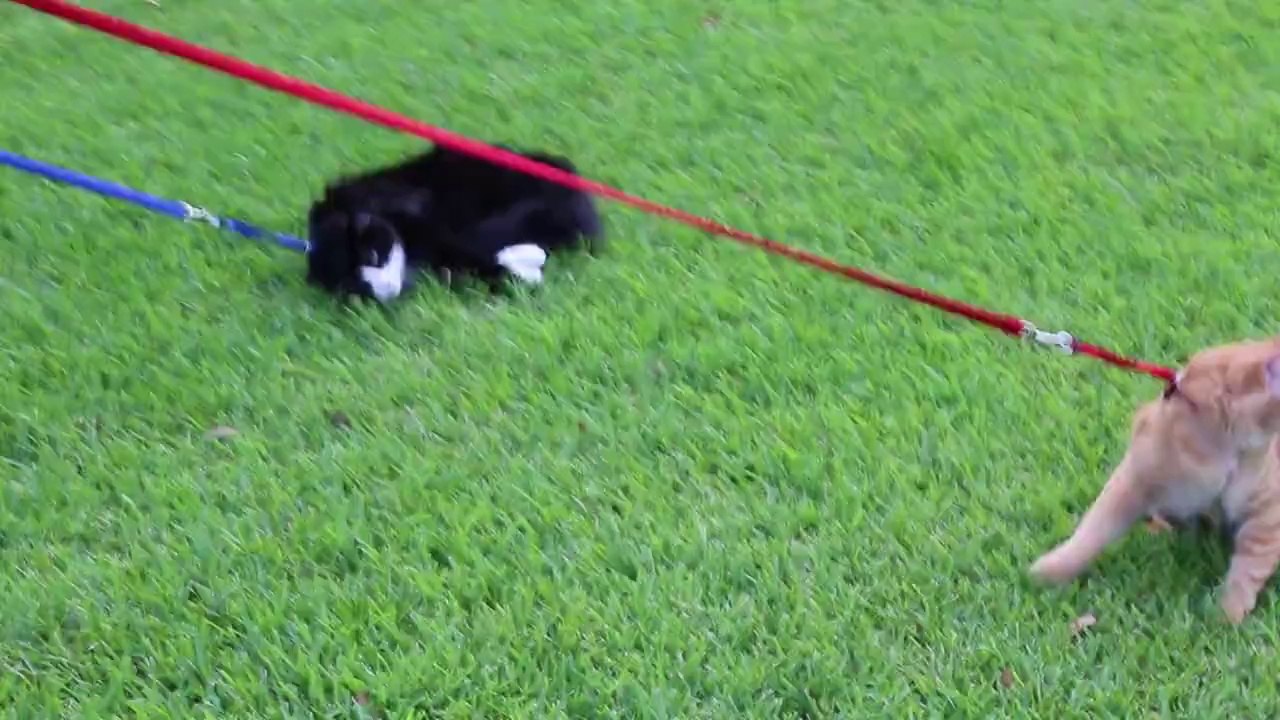 Simon Refuses To Dog
