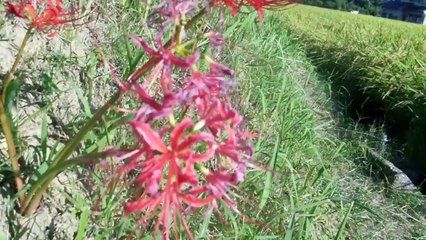 Wild Flowers in Japan