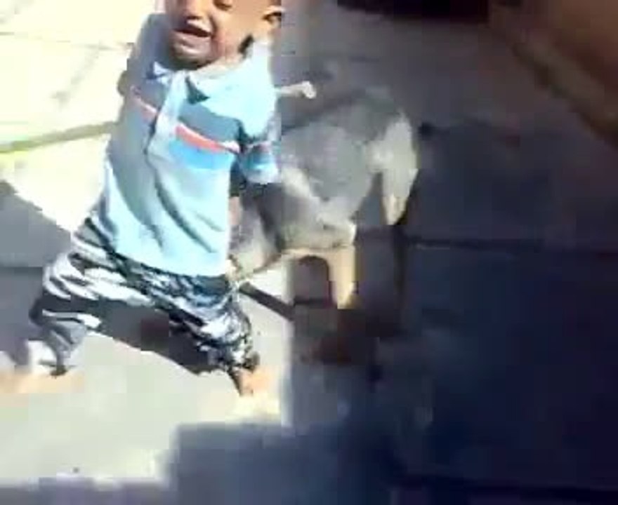 Funny Dog And Kid Fight >. shoaib khan 03005383031