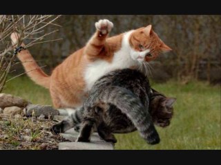 Kavga eden Kedi  DjBurakUlus Hip Hop Remix 2013