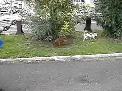 Promenade duo Jack -amiral