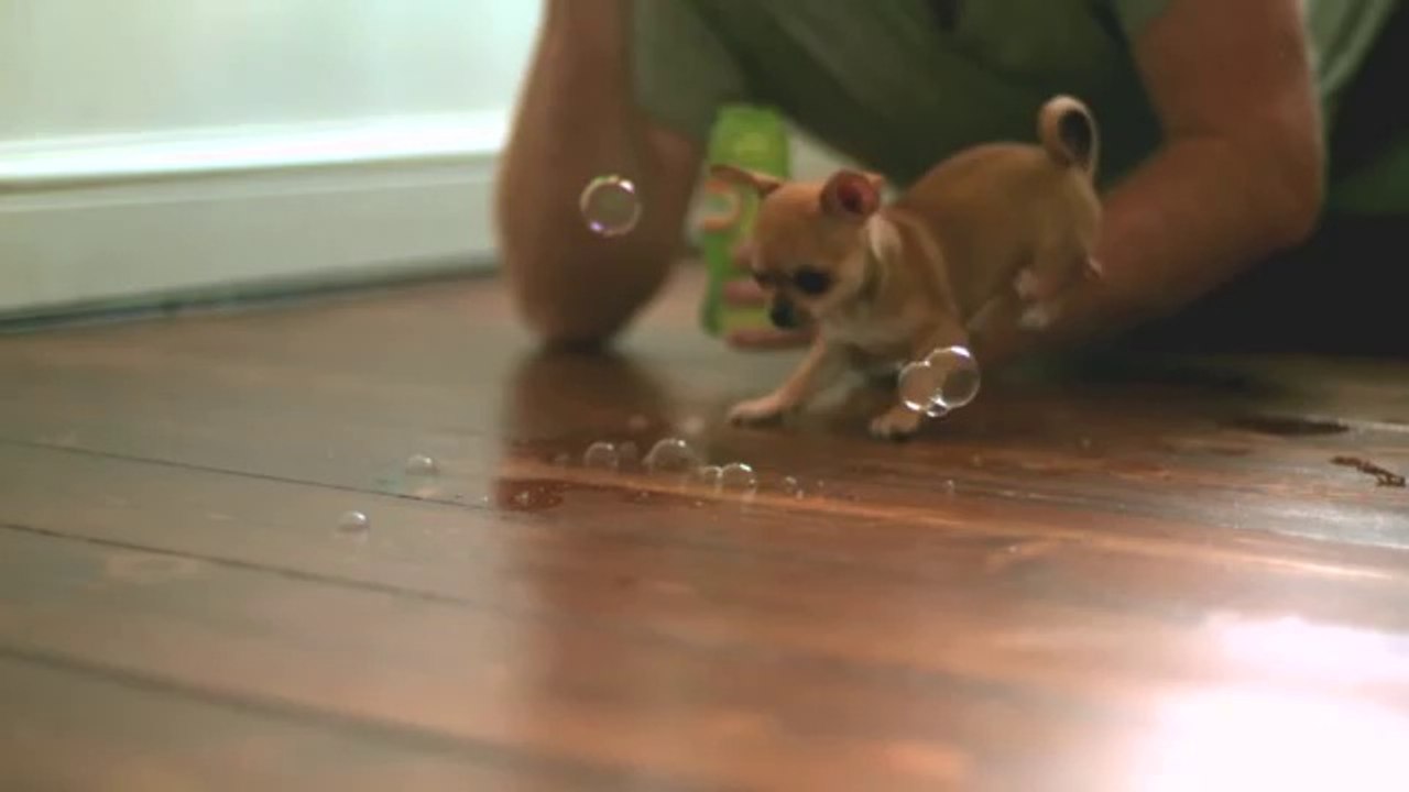 Un chihuahua explose des bulles en slow motion
