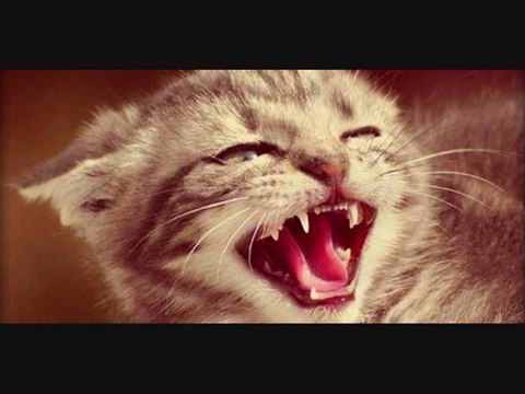 Sarki soyleyen kedi sesi DjBurakUlus Remix 2013