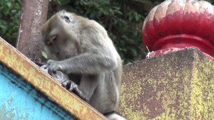 Monkey caught in the act