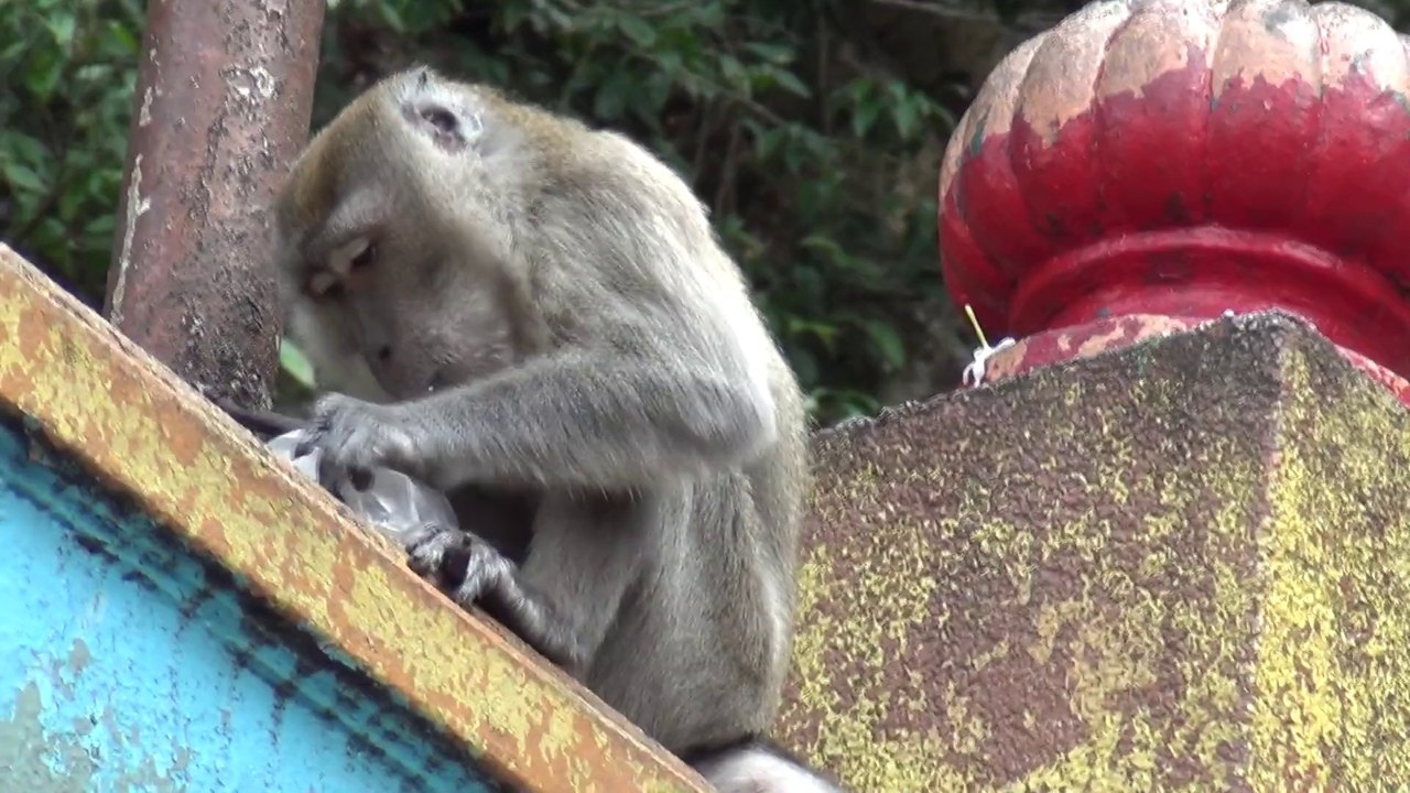 Monkey caught in the act