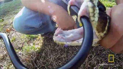 Kopuk Başlı Zombi Yılan