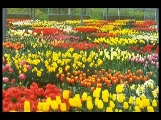 Erol Köker - Allı Yazma Başında (Sakarya Türküsü)2