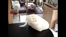 CATS IN SLOW MOTION.