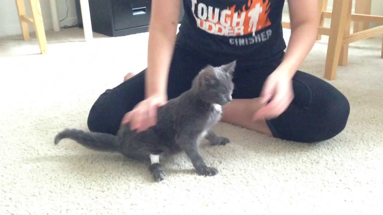 Swimmers Syndrome Kitten - How To Make Tape Leg Support