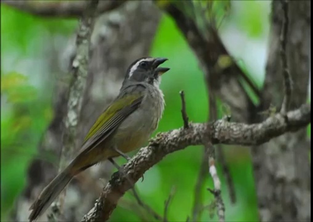 Baixar Canto Trinca Ferro Currucutil