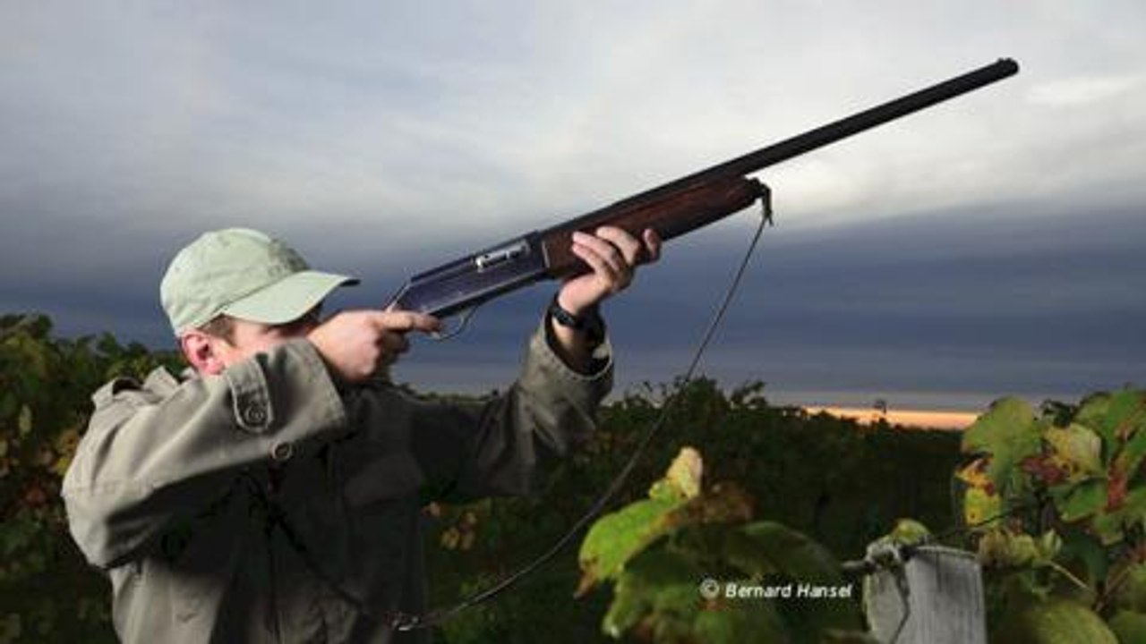 grives vignobles BHansel