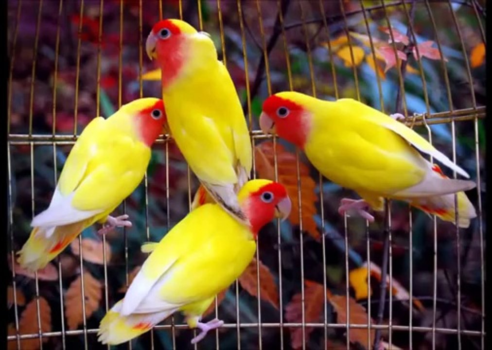 Agapornis