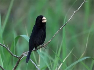 Baixar Canto de Bicudo Alta Mogiana Clássico