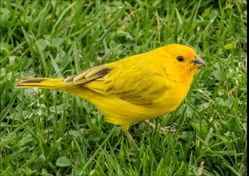 Baixar Canto de Canario Da Terra Estalo Canto Longo