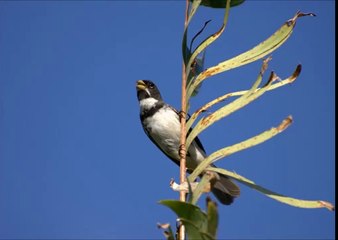 Baixar Canto de Coleiro Tui Tui Flautado