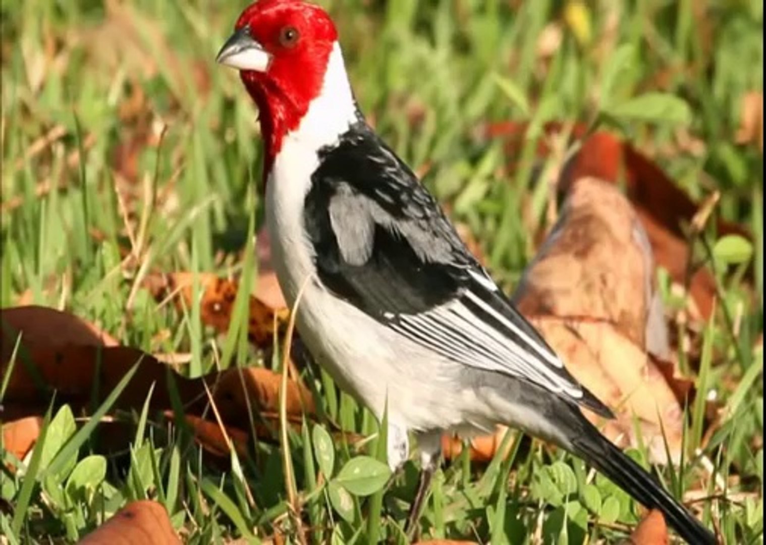 Canto Galo De Campina Baixar Gratis Baixar Canto De Galo De Campina Video Dailymotion