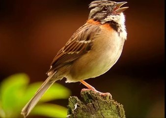 Baixar Canto do Tico Tico Cemiterio