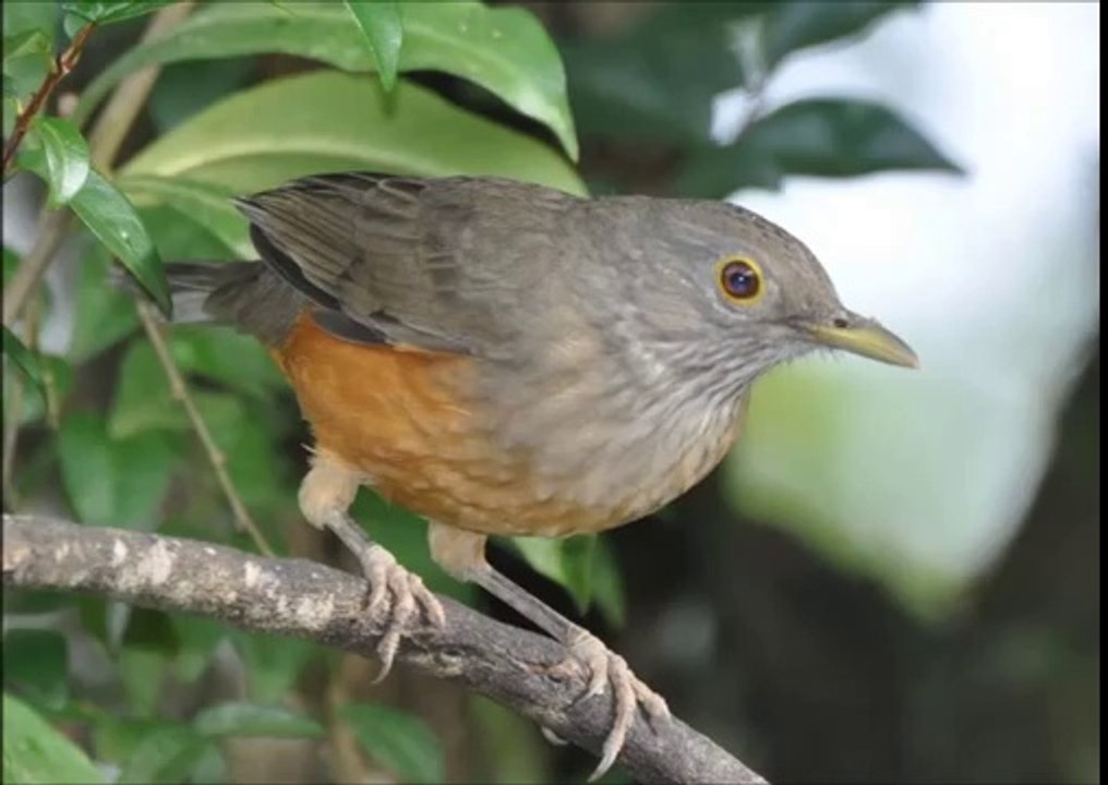 Baixar Cantos De Sabiá Laranjeira