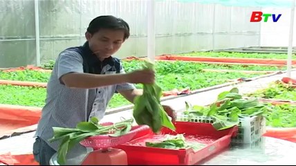 Kỹ thuật trồng rau ăn lá thủy canh