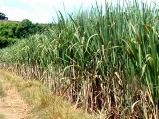 Kỹ thuật chăn nuôi bò thịt phần 1