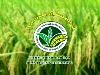 Kỹ thuật chăn nuôi bò thịt phần 2