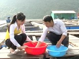 Kỹ thuật lựa chọn con giống cá chim vây vàng