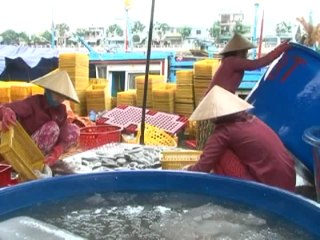 Kỹ thuật nuôi cá đối mục phần 2