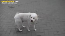 Dost Canlısı Sokak Köpeği