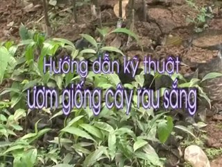 Mô hình nuôi cá rô đồng công nghiệp tại Phú Xuyên, Hà Nội