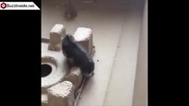 Une souris qui pense savoir voler