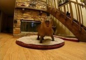JoeJoe the Capybara Hilariously Shakes Before a Sneeze